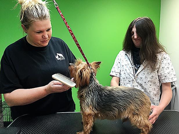 cat around town grooming