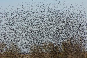 Bird expert unlocks mysteries of huge migrating flocks over Nebraska | | norfolkdailynews.com