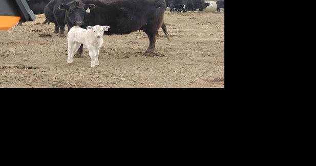 Nebraska Extension hosts cow clinics - Vimarsana News