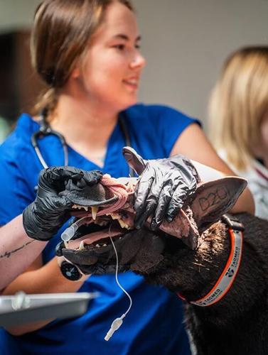 Vet tech program