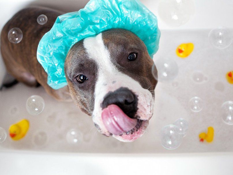 dog getting a bath