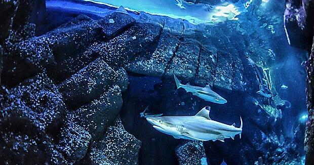 Sharks are famous for fearsome teeth, but ocean acidification could make them weaker