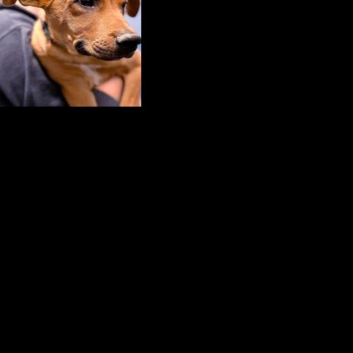 Marmaduke | Pet | norfolkdailynews.com