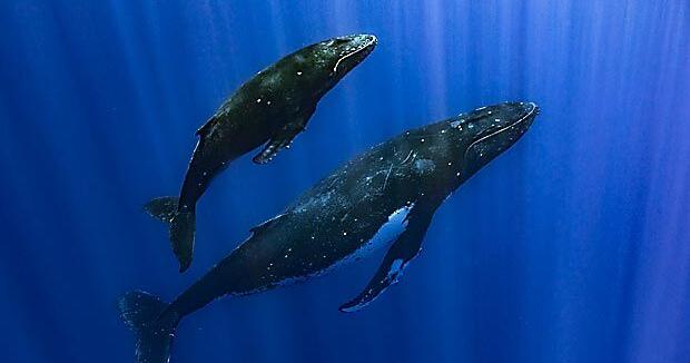 How do whales sing? Scientists point to a specialized voice box that other animals don't have - Vimarsana News