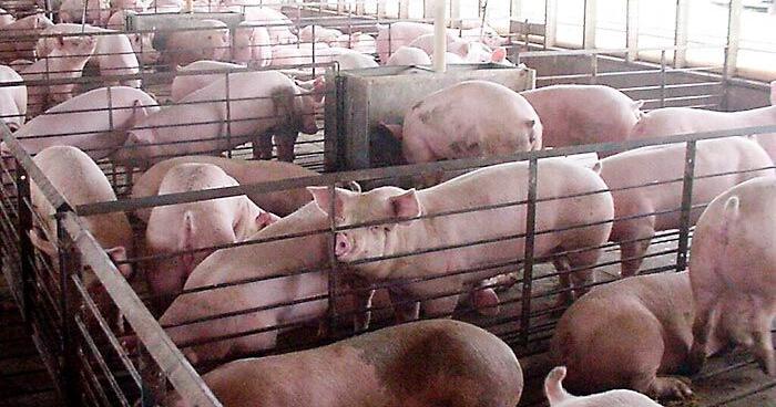 Animal welfare, livestock regulation rules might be rolled back by Congress