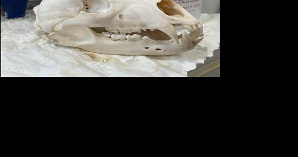 Pilger taxidermist adds beetles to clean bones - Vimarsana News