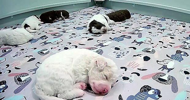Need a smile? This livestream features 6 puppies all day long