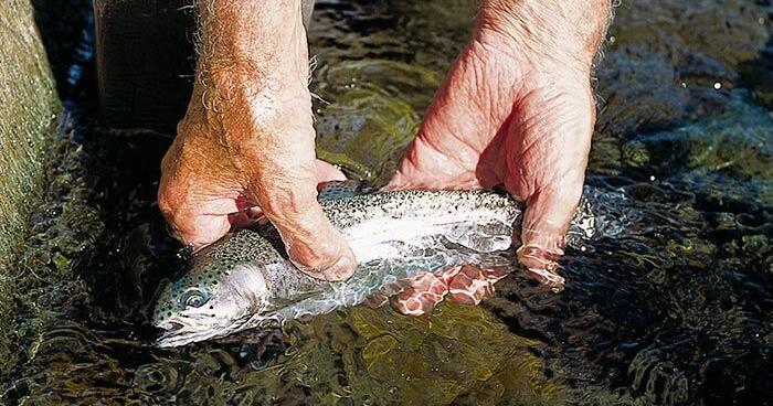 Statewide trout stockings scheduled - Vimarsana News