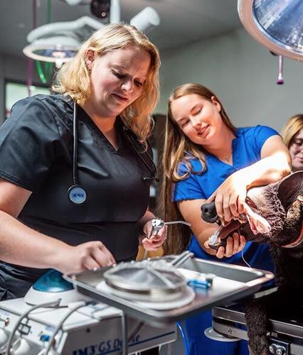 Vet tech program