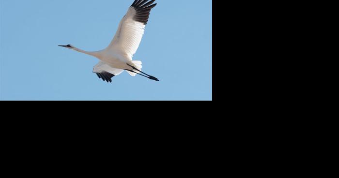 Nebraskans invited to provide input on update of state 'wildlife action' plan | News - Vimarsana News