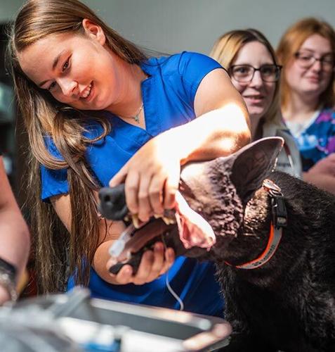Vet tech program