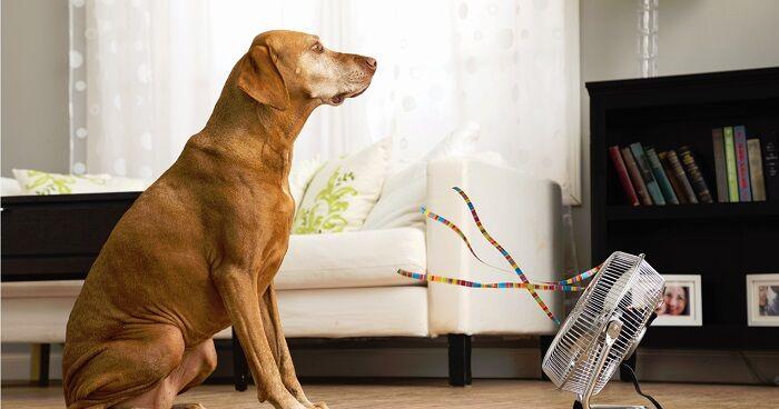 Tips to help keep home cooler in this heat - Vimarsana News