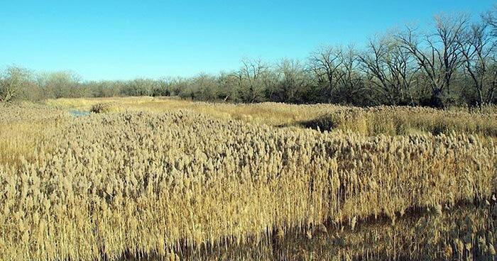 LENRD board approves funding to combat invasive species in Northeast WMA