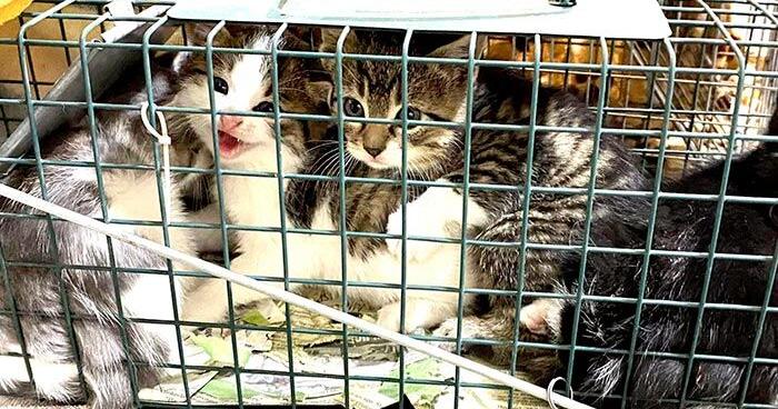Norfolk woman on a mission to control feral cat population | Select ...