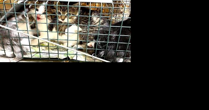 Norfolk woman on a mission to control feral cat population - Vimarsana News