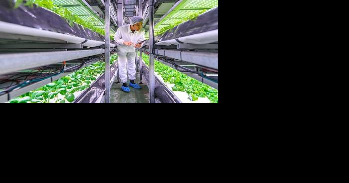 Vertical farm promises 100 jobs and internships - Vimarsana News
