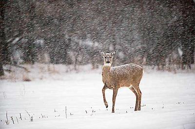 Rethink Strategies For Late Season Deer Hunt Recreation Norfolkdailynews Com