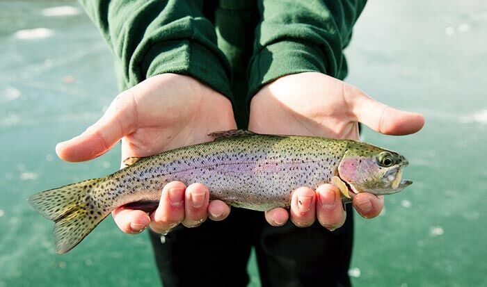Don't judge a rainbow trout by its spots, color