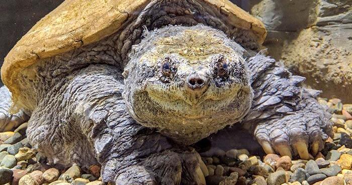 Big Snap, world’s largest common snapping turtle, dies after decades on display in Nebraska