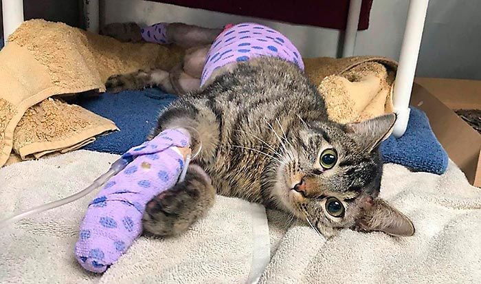 Miracle Cat Continues To Improve News Norfolkdailynews Com