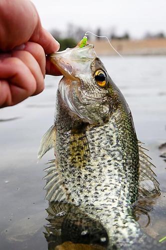 Getting hooked on spring crappie fishing this year, Recreation