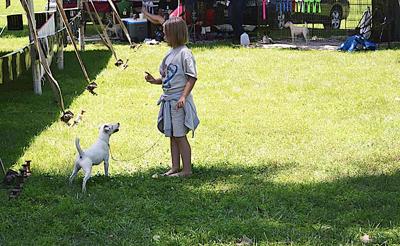 English Judges Know Jack Russell About Terriers News Norfolkdailynews Com The downtown community needs a dog off leash park other than the dams. norfolk daily news
