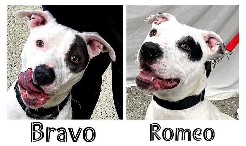 Romeo and Bravo Pet norfolkdailynews