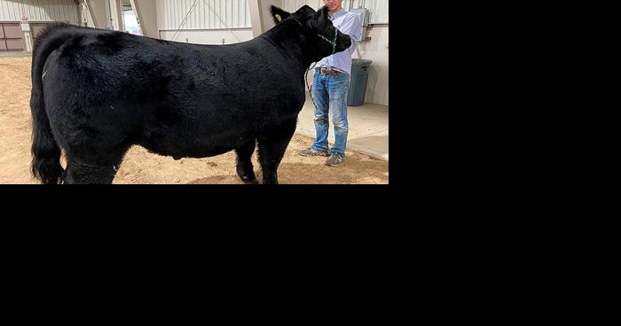 Showing cattle helps college student learn about industry - Vimarsana News