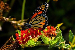 Monarch Butterfly  Nebraska Game & Parks Commission