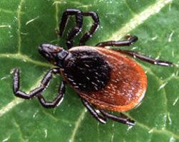 Ticks Still Active In Winter Months News Norfolkdailynews Com