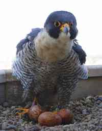 Peregrine falcons return to nest in Nebraska Capitol | Sports ...