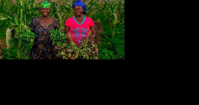 NU institute lands $19 million grant to advance global food security - Vimarsana News