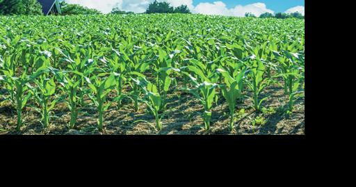 Farmers expected to plant 9.85 million acres of corn in state - Vimarsana News