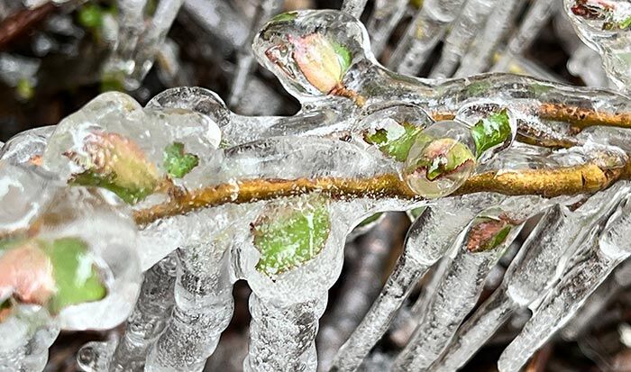 Iced branches