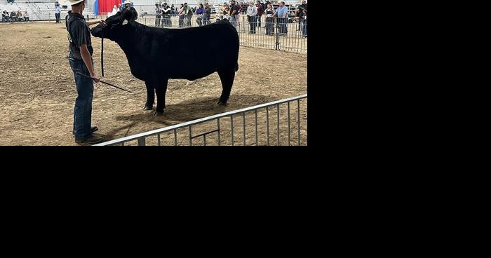 Hard work pays off during ‘fun show’ at 76th Norfolk Beef Expo