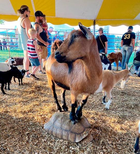 Petting zoo at county fair ‘truly for all of the children’ Feature