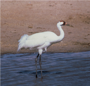 Whooping Crane  Nebraska Game & Parks Commission