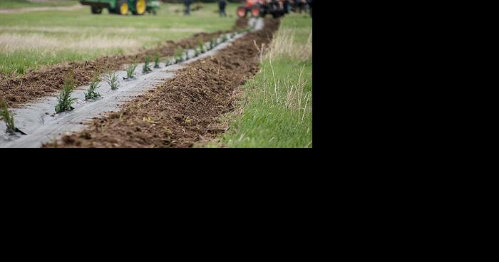 Windbreaks provide critical livestock protection - Vimarsana News