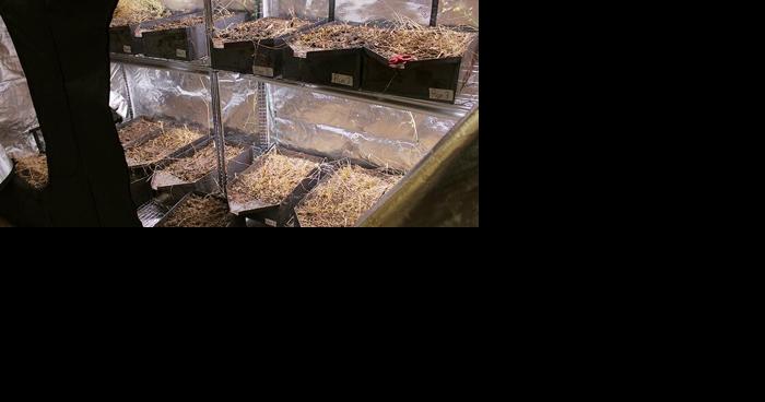 Battle Creek FFA advances to national competition for cover crop research - Vimarsana News