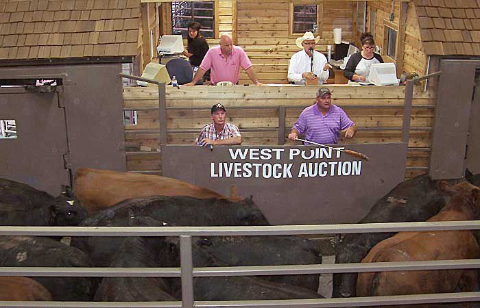 west point ne livestock auction