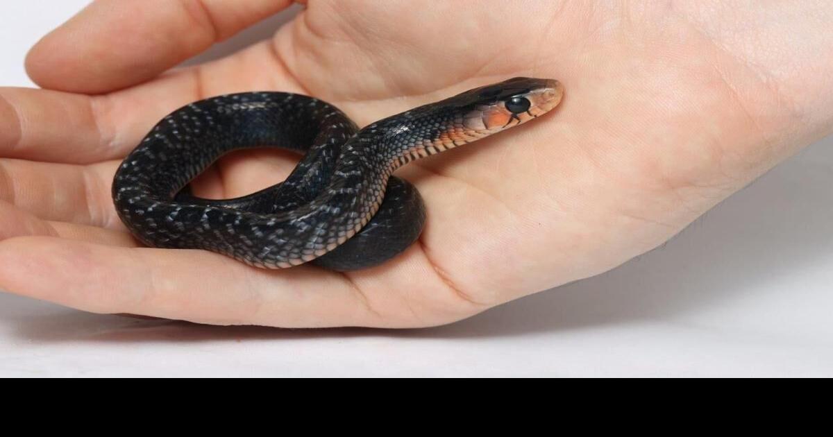 Endangered snakes born at Omaha zoo | News | norfolkneradio.com