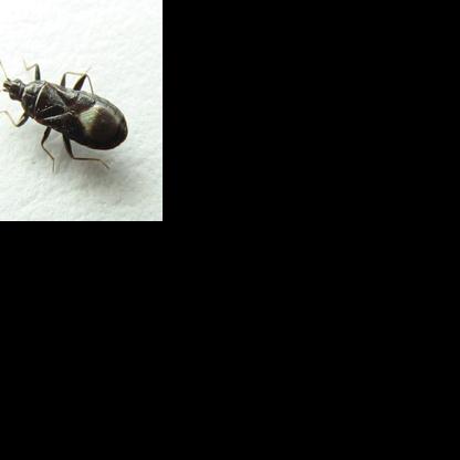 Tiny pirate bugs pestering Nebraska | News | norfolkneradio.com