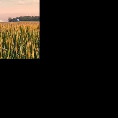 Stine agronomist: July heat may have capped corn yield potential Mark Dorenkamp, Brownfield Ag Network Aug 3, 2026 3 mins ago
