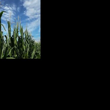 61% of U.S. corn, 63% of soybeans good to excellent John Perkins, Brownfield Ag Network Aug 4, 2026 25 mins ago