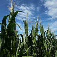 61% of U.S. corn, 63% of soybeans good to excellent John Perkins, Brownfield Ag Network Aug 4, 2026 25 mins ago