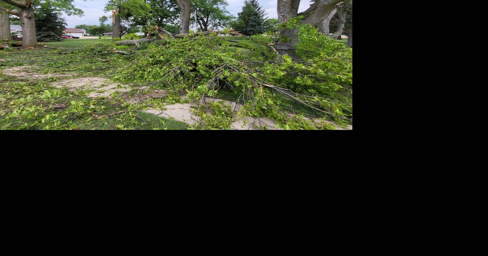 Things to remember when dealing with storm damaged trees | News ...