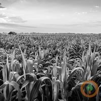 More corn, more pressure on prices Stephanie Hoff, NAFB Oct 27, 2026 9 mins ago