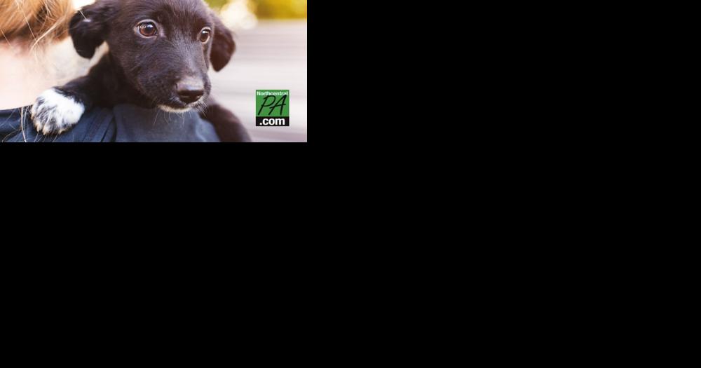 Dueling Pianos returning to Sunbury for Canine Rescue fundraiser - Vimarsana News