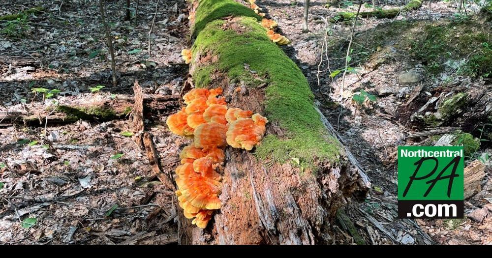 Mushroom foraging in Pennsylvania What to look for, what to avoid