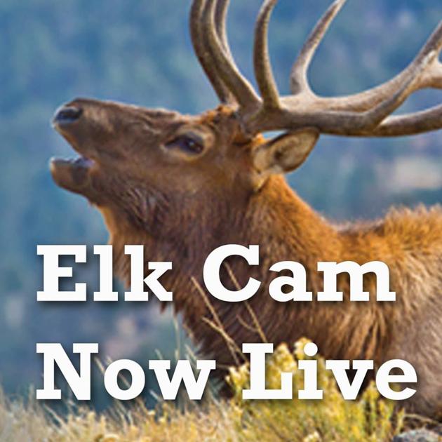 Pennsylvania Elk Cam now live Outdoors